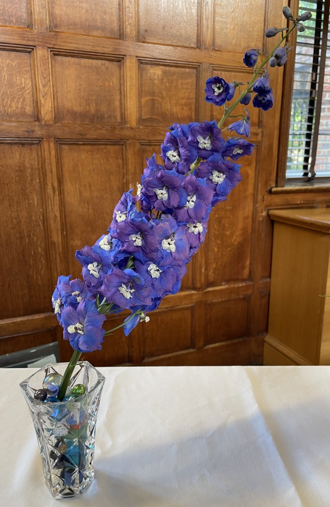 Extraordinary Delphinium on the Show Table, June 2026