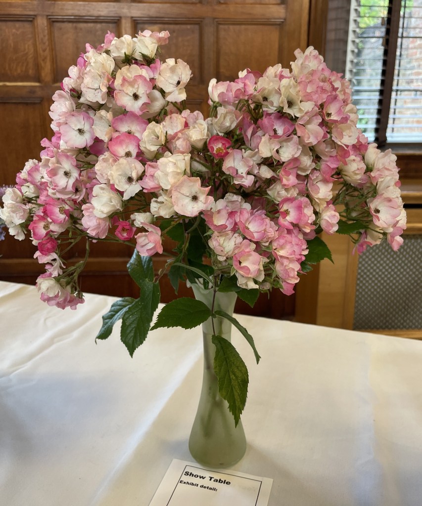 Abundant roses on the Show Table, June 2026