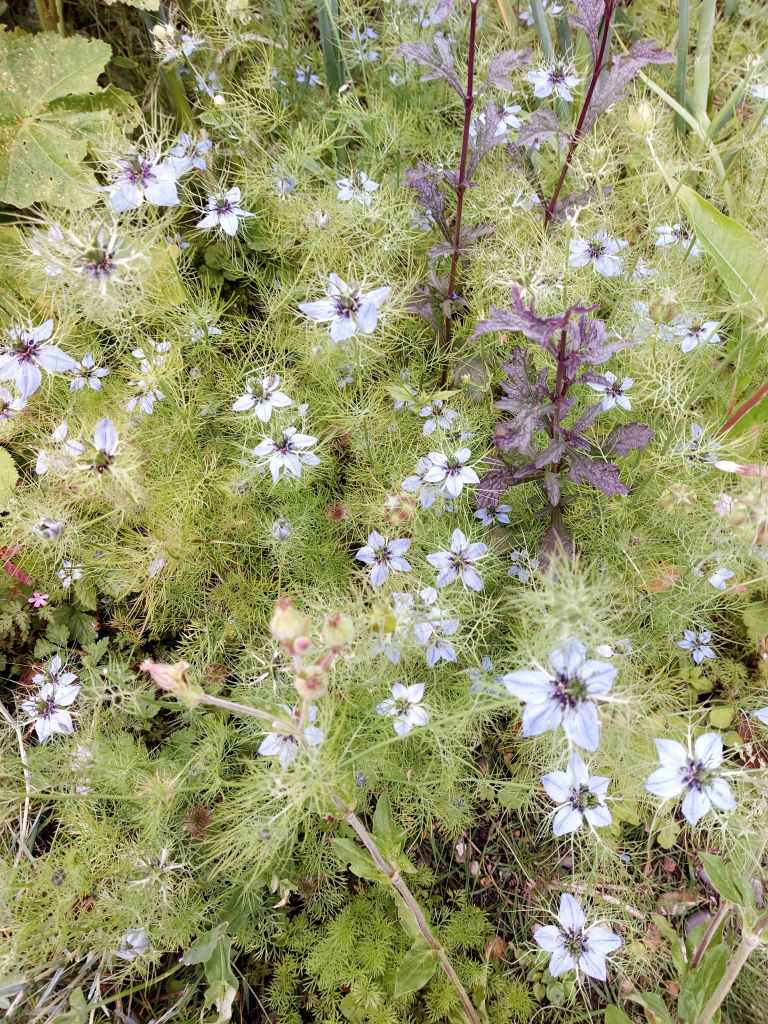 Nigella damascena (love in the mist)