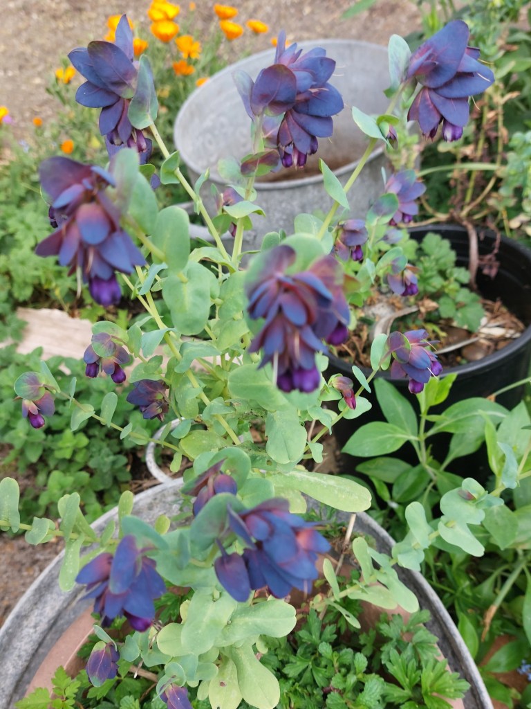 Cerinthe major 'Purpurascens'