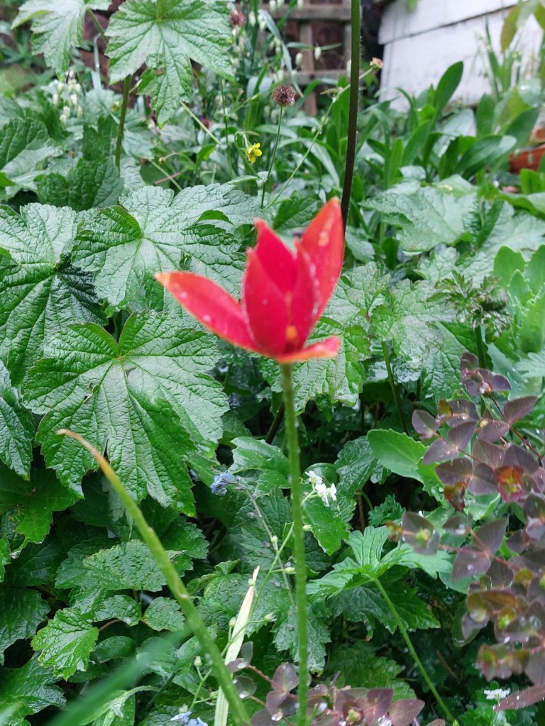 Single Tulipa sprengeri - hoping for more!