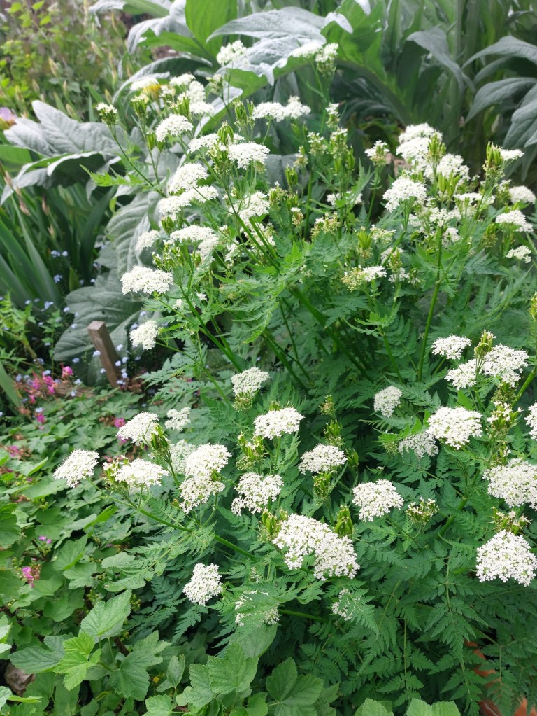 Myrrhis odorata (sweet cicely)