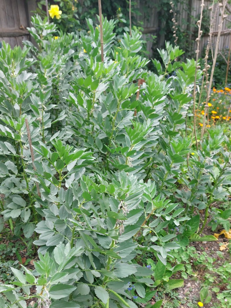 Broad bean plants in need of support