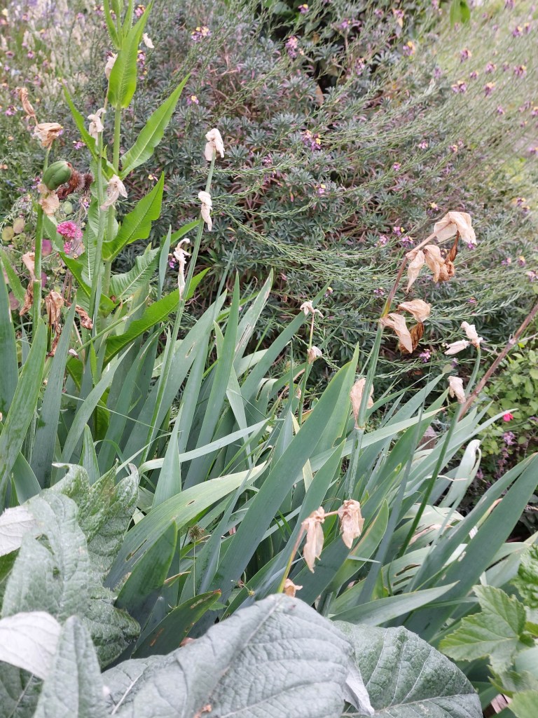 These irises need deadheading!