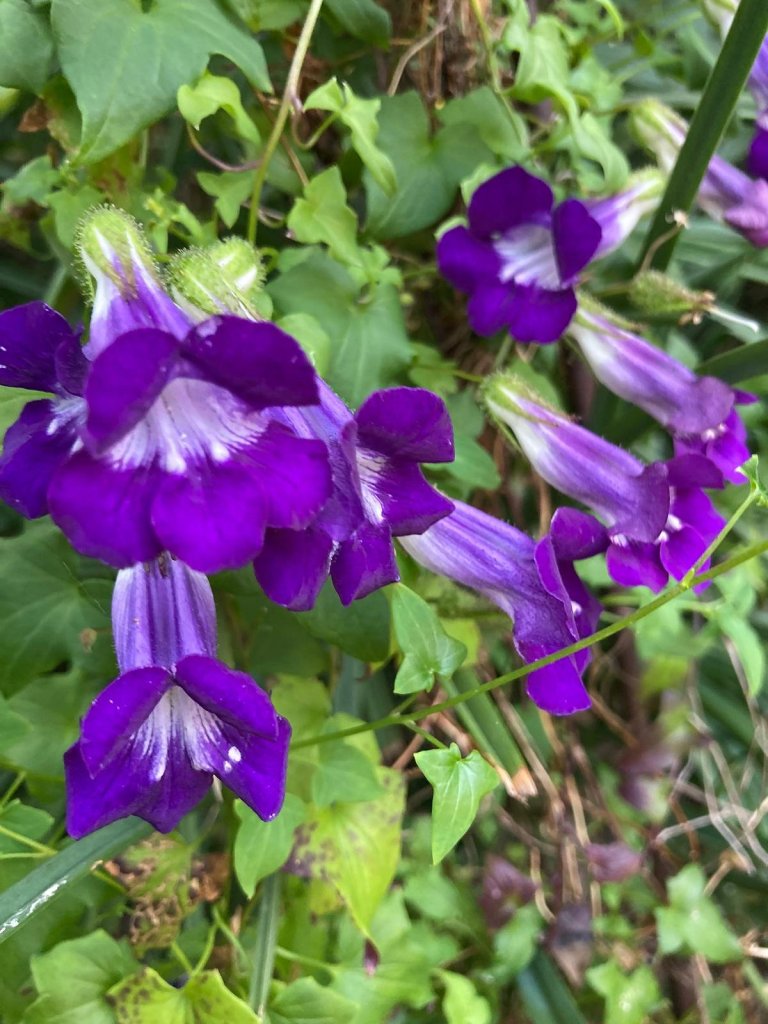 Maurandya scandens (formerly Asarina scandens)