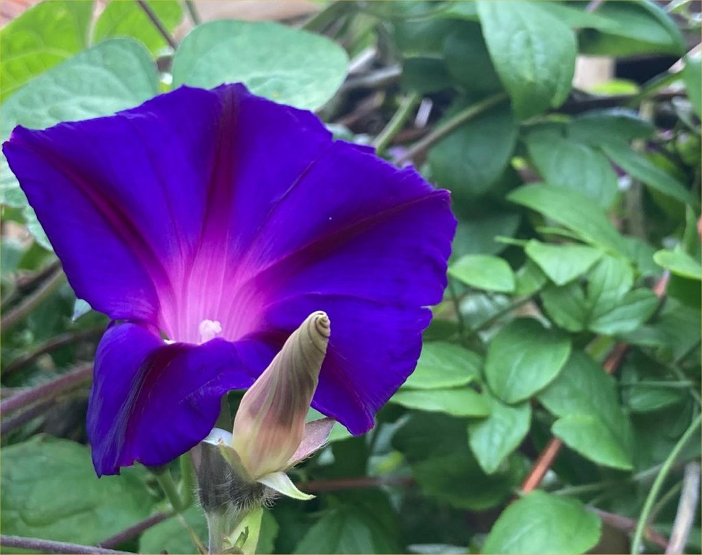 Ipomoea purpurea 'Kniola's Black Night' (morning glory)