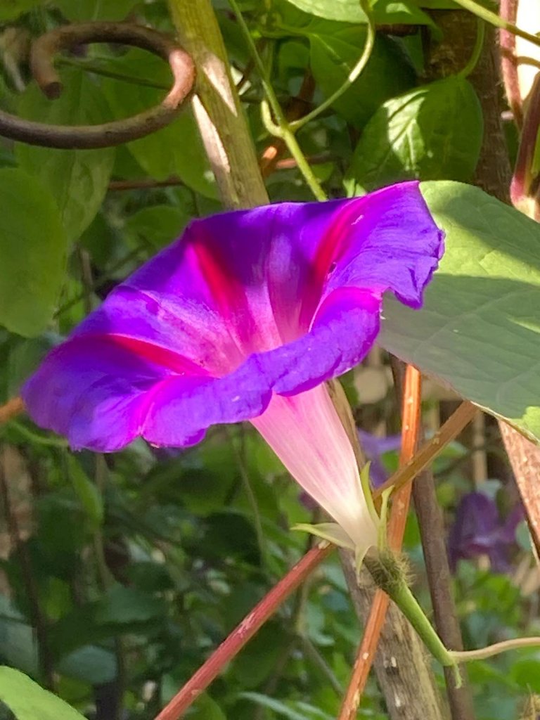 Ipomoea purpurea 'Kniola's Black Night' (morning glory)