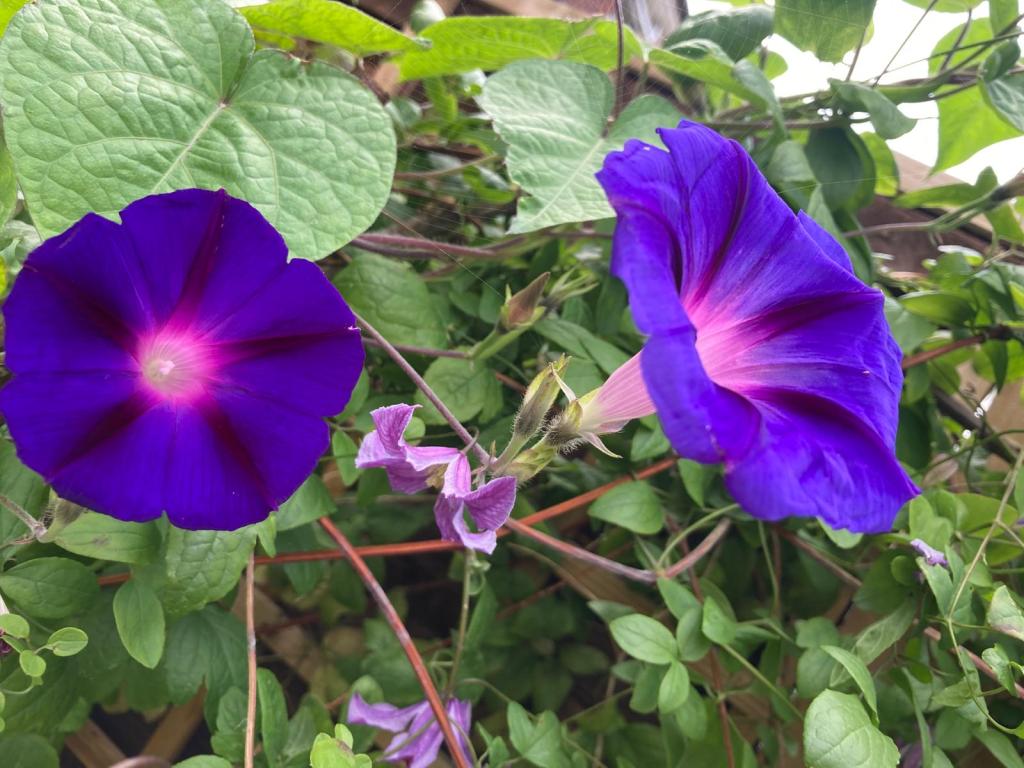 Ipomoea purpurea 'Kniola's Black Night' (morning glory) with Clematis 'John Treasure' (Viticella)