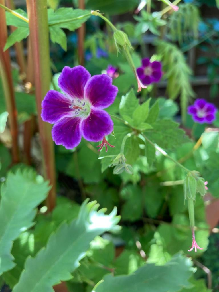 Geranium nodosum, possibly G. 'Clos de Coudray' (knotted cranesbill)