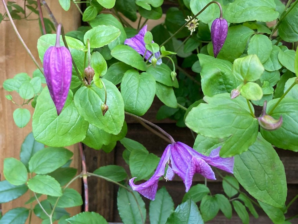 Clematis 'John Treasure' (Viticella)