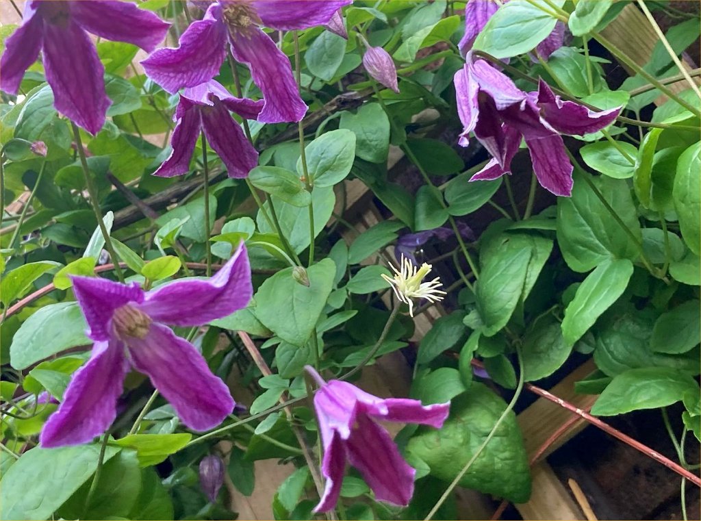 Clematis 'John Treasure' (Viticella)