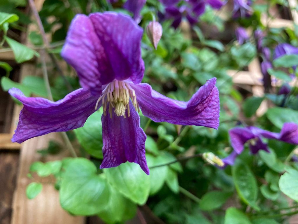 Clematis 'John Treasure' (Viticella)
