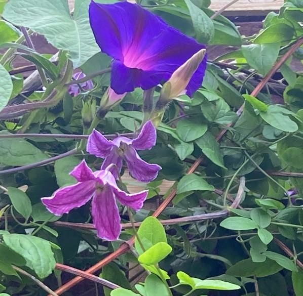 Clematis 'John Treasure' (Viticella) with Ipomoea purpurea 'Kniola's Black Night' (morning glory)