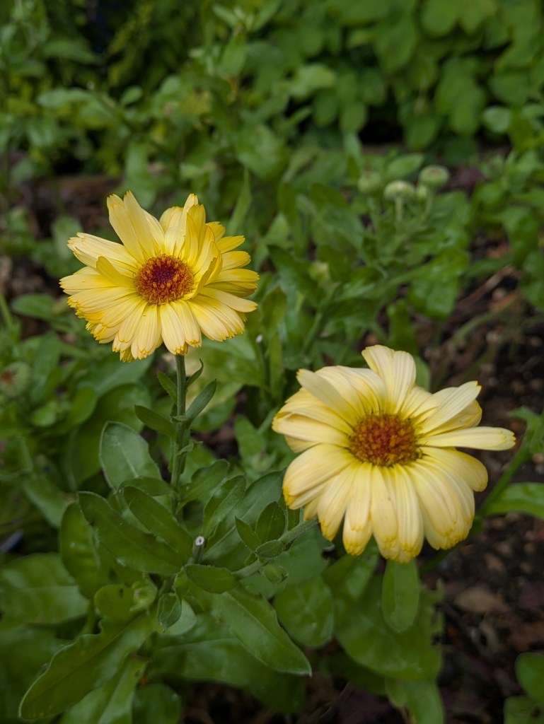 Calendula officinalis (pot marigold)