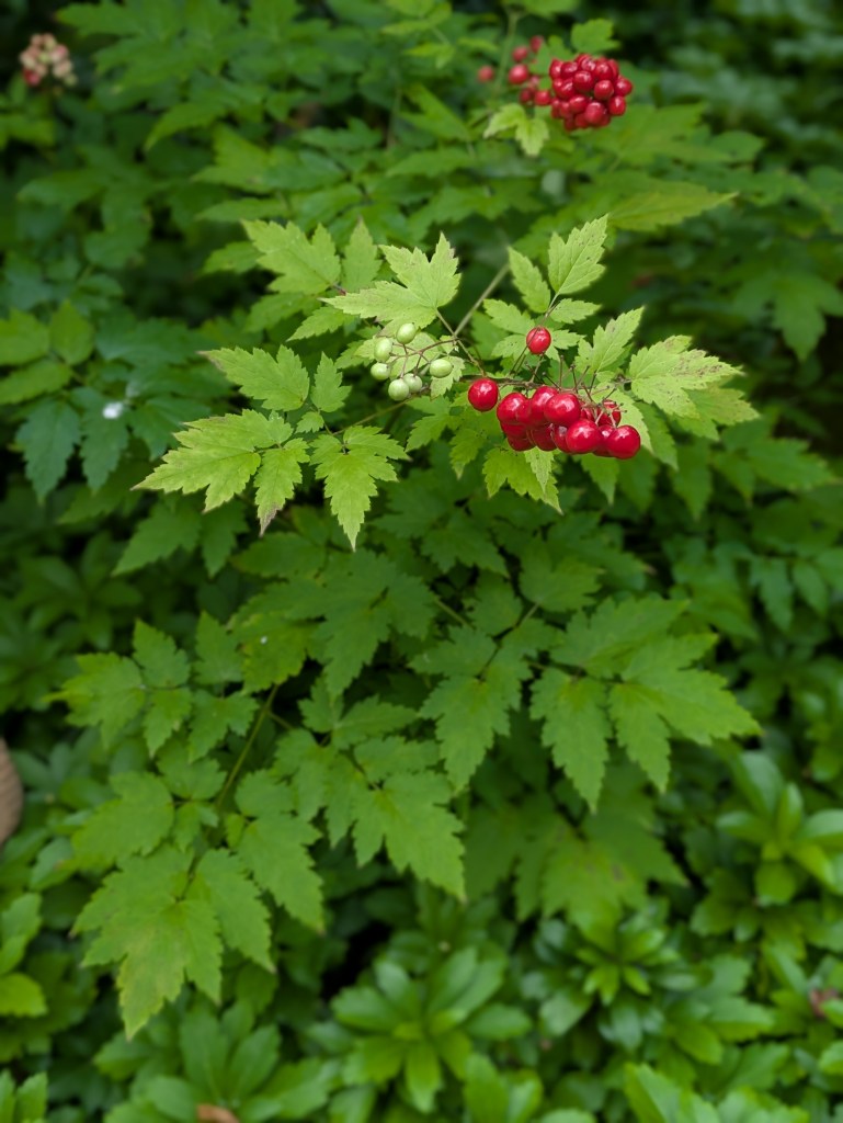 Actaea in the Woodland Garden. Hyde Hall July 2026