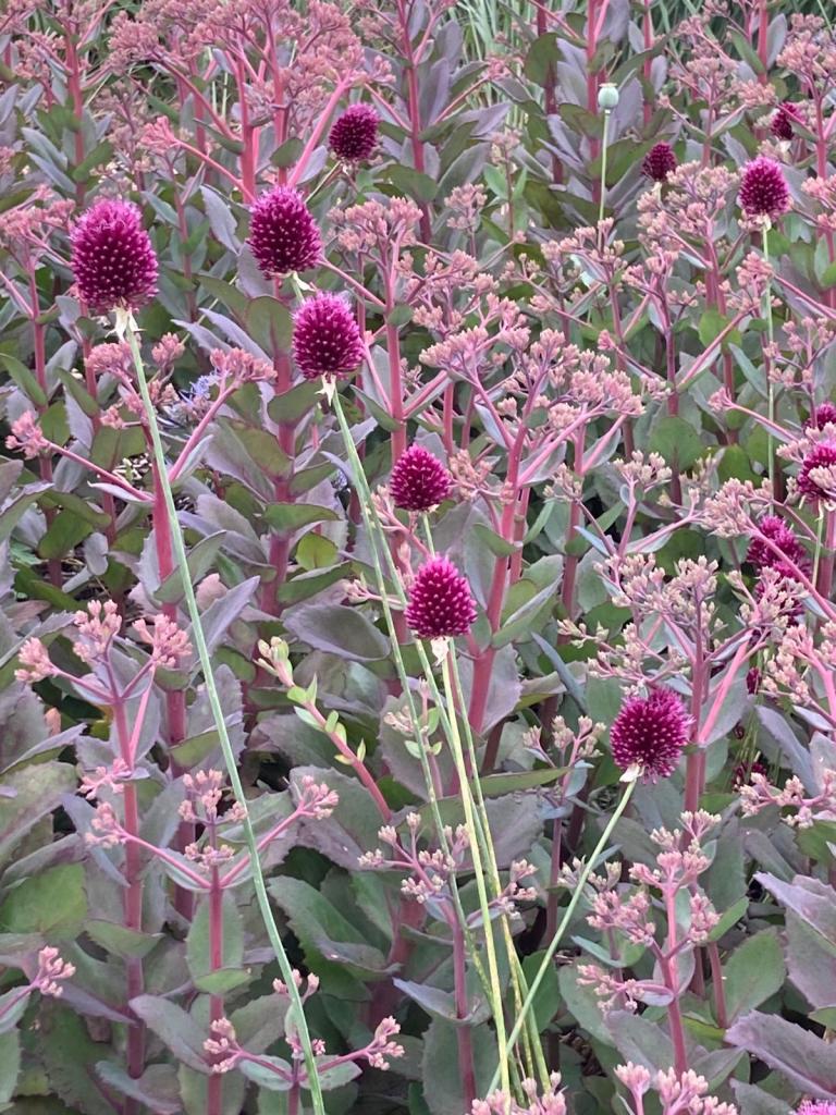 Allium sphaerocephalon and Hylotelephium in the Clover Hill Borders. Hyde Hall July 2026