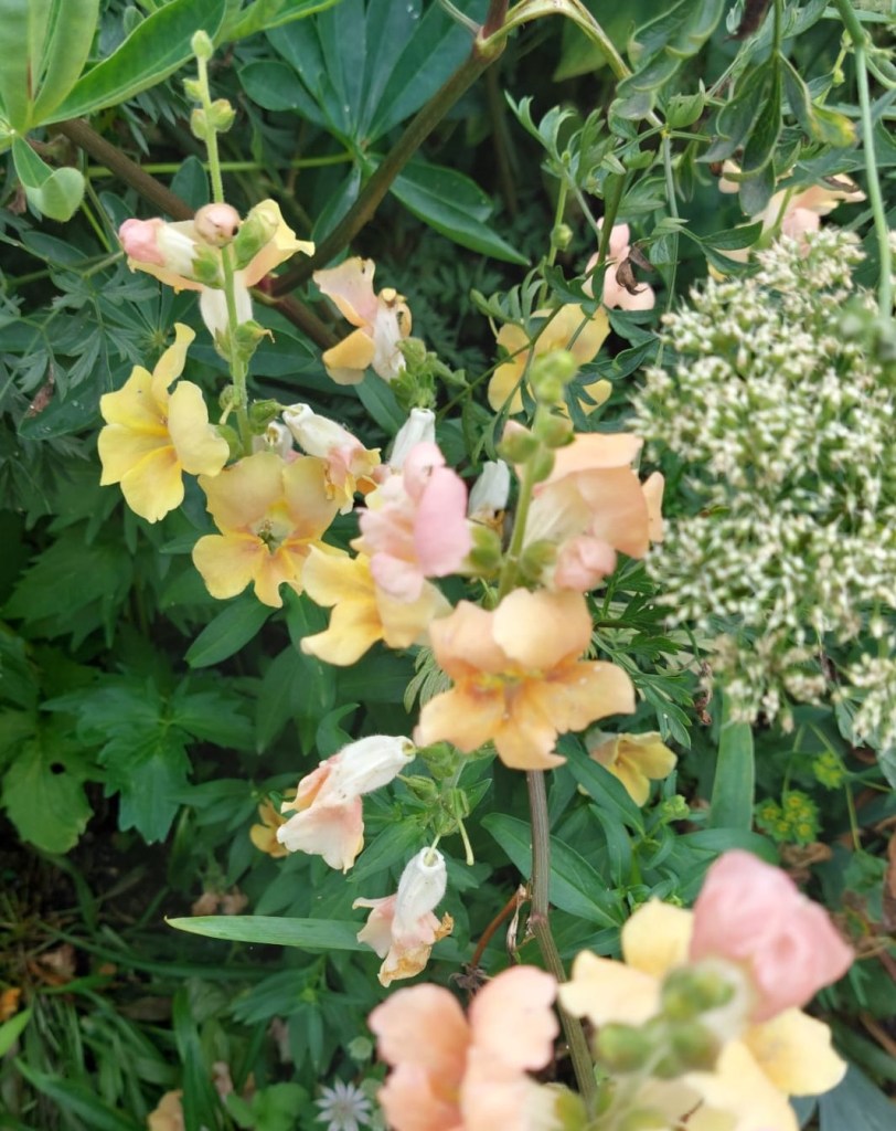 Antirrhinum in the Cottage Garden. Hyde Hall July 2026