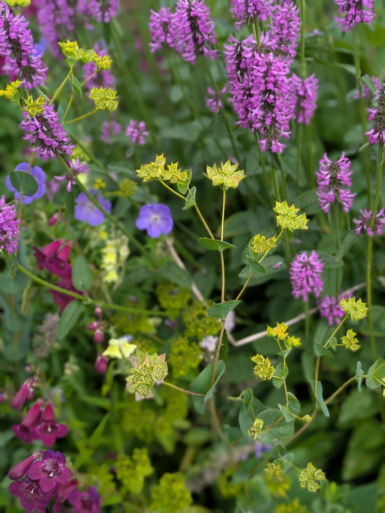 Bupleurum in the Cottage Garden. Hyde Hall July 2026
