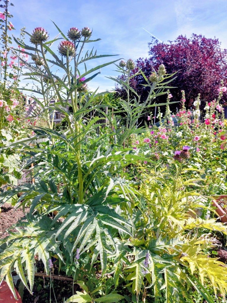 Cardoon coming in to flower