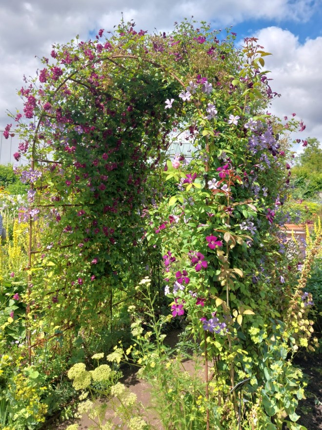 Clematis arch in the Cottage Garden. Hyde Hall July 2026