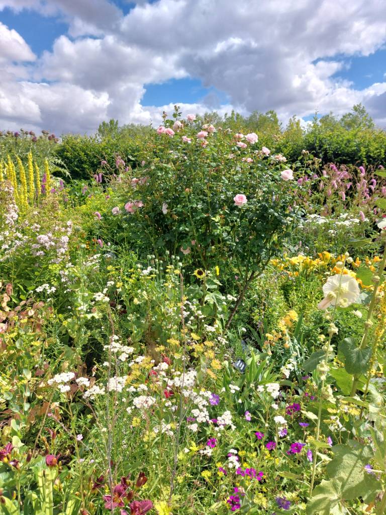 The Cottage Garden. Hyde Hall July 2026