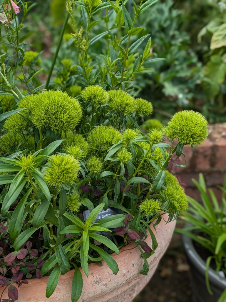 Dianthus barbatus in a container. Hyde Hall July 2026