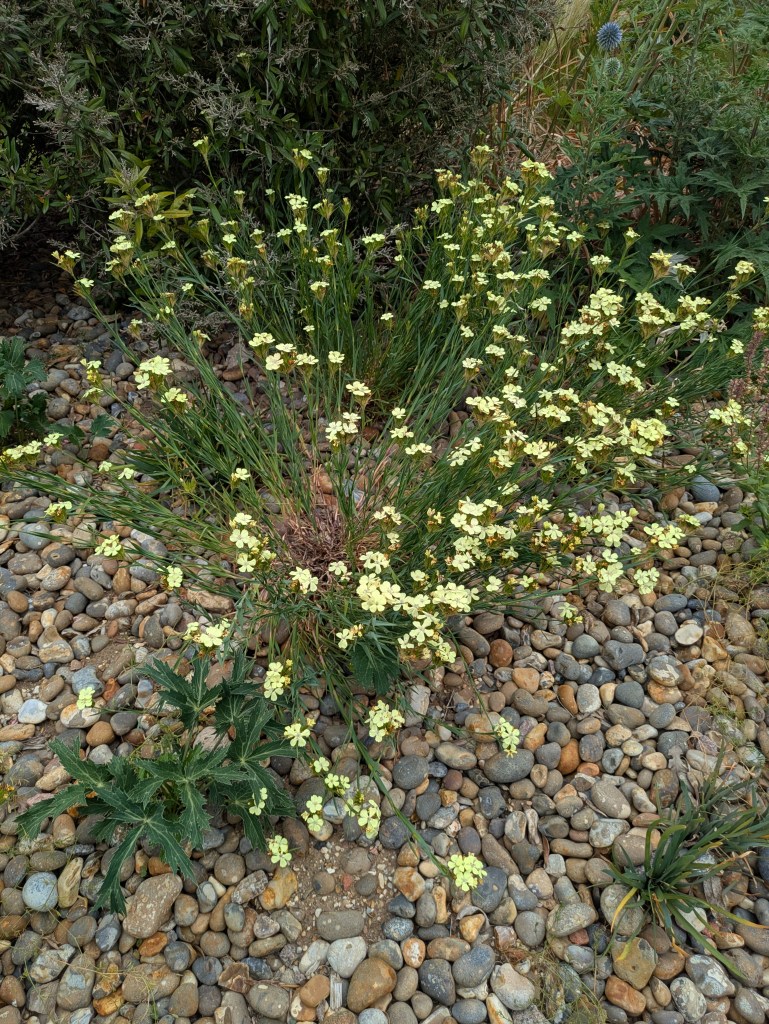 Dianthus knappii in the Dry Garden. Hyde Hall July 2026