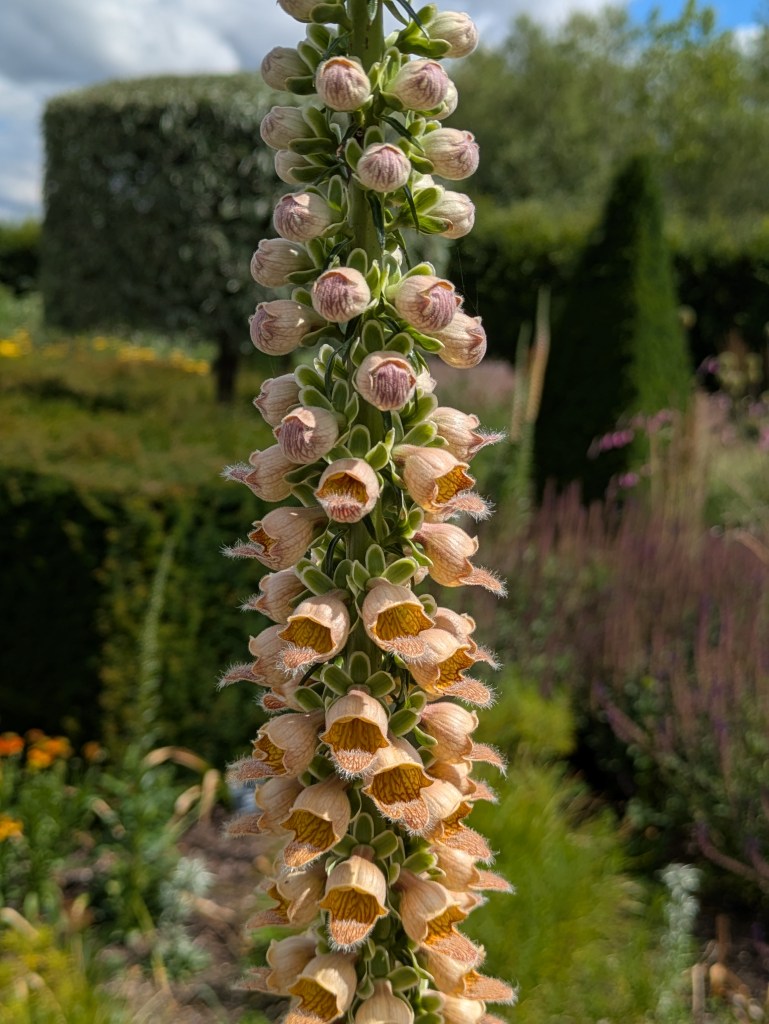Digitalis in the Modern Country Garden. Hyde Hall July 2026