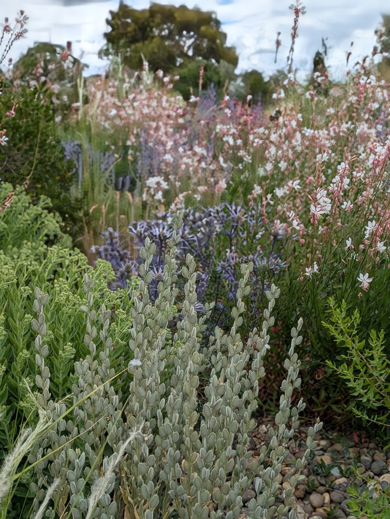 Dry Garden. Hyde Hall July 2026