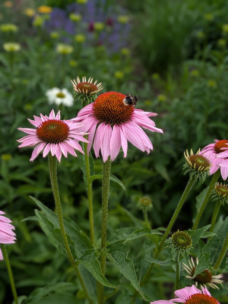 Echinacea. Hyde Hall July 2026