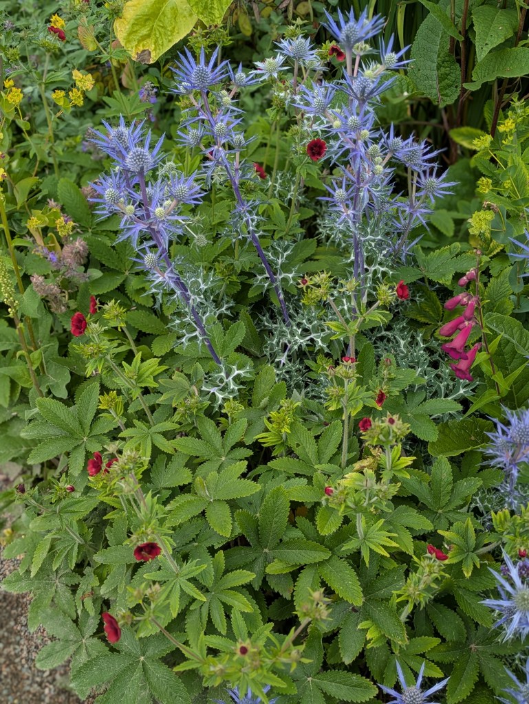 Planting combinations. Hyde Hall July 2026