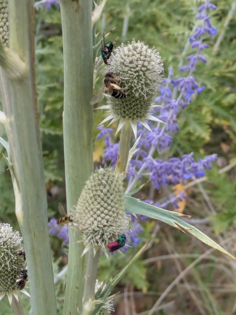 Eryngium yuccifolium covered in different insects. Dry Garden Hyde Hall July 2026