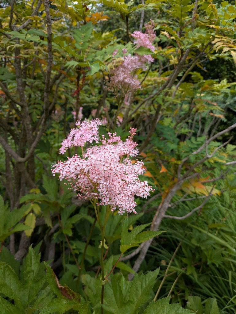 Filipendula. Hyde Hall July 2026