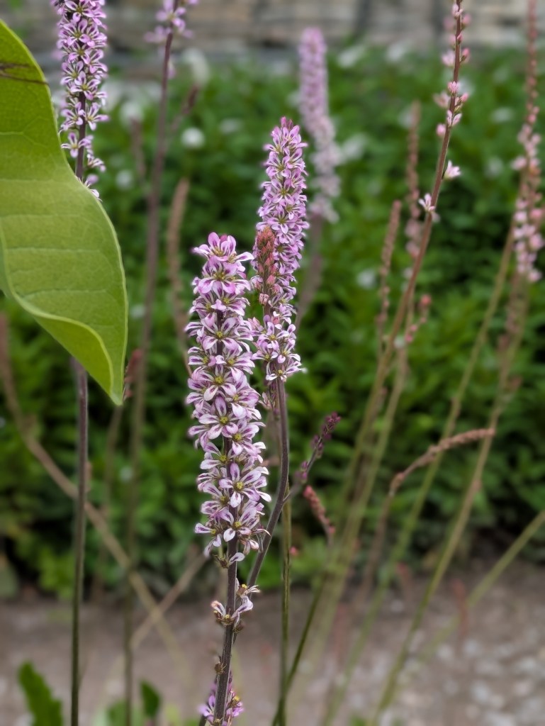 Francoa. Hyde Hall July 2026