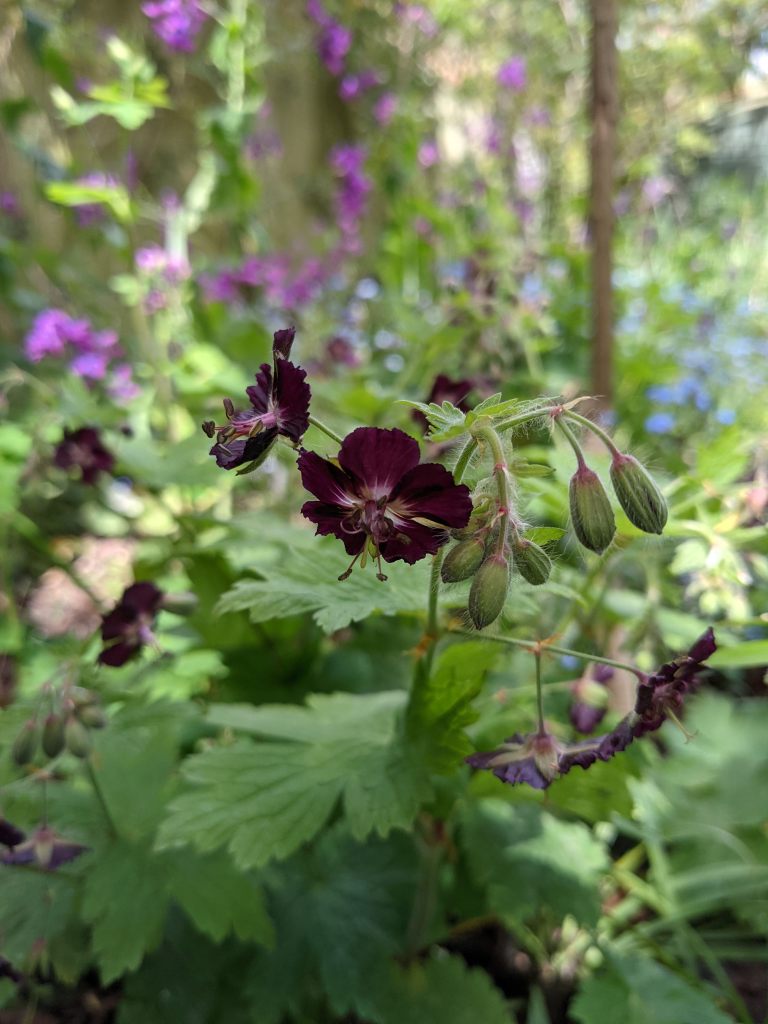 Geranium phaeum