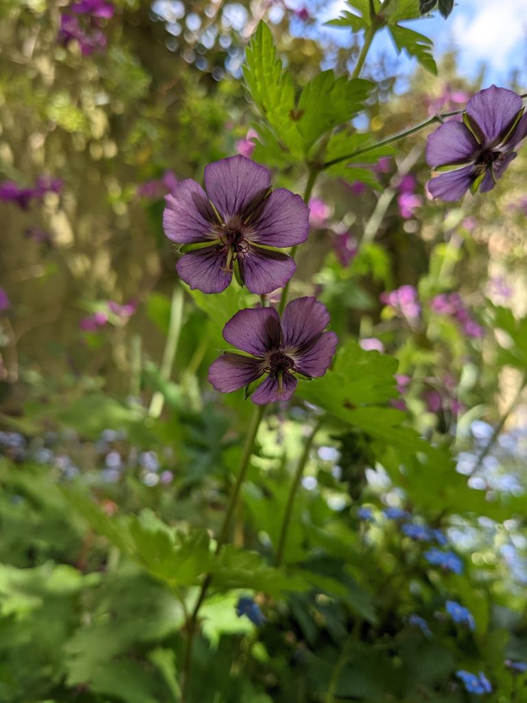 Geranium phaeum 'Blue Shadow'