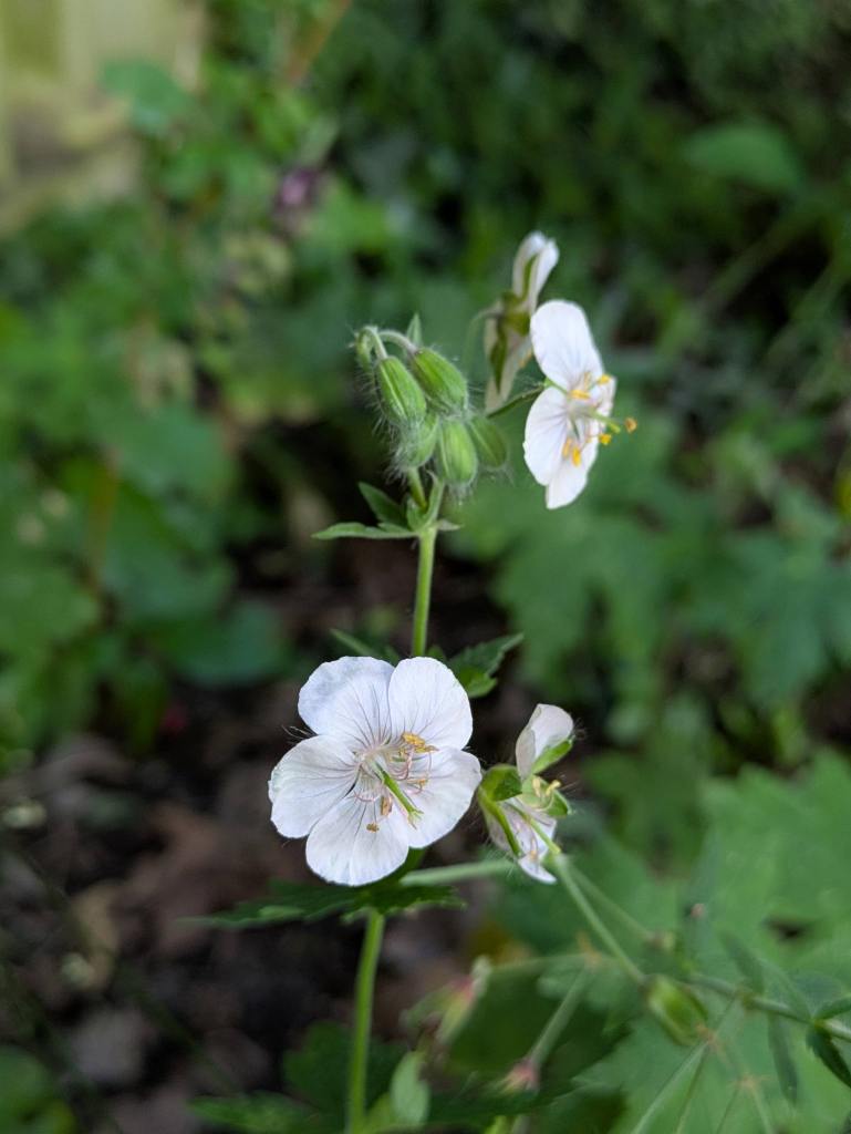 Geranium phaeum 'Album'