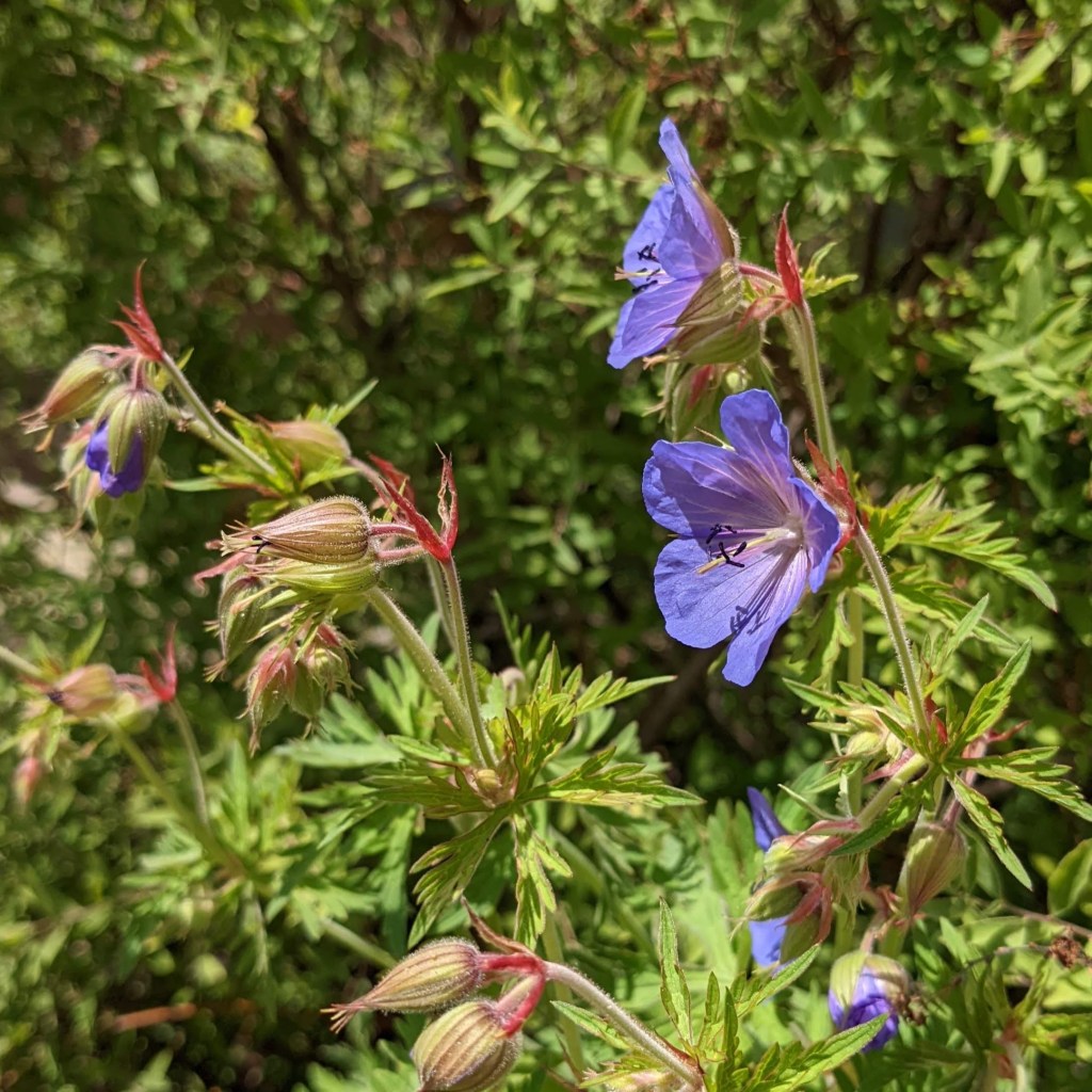 Geranium pratense