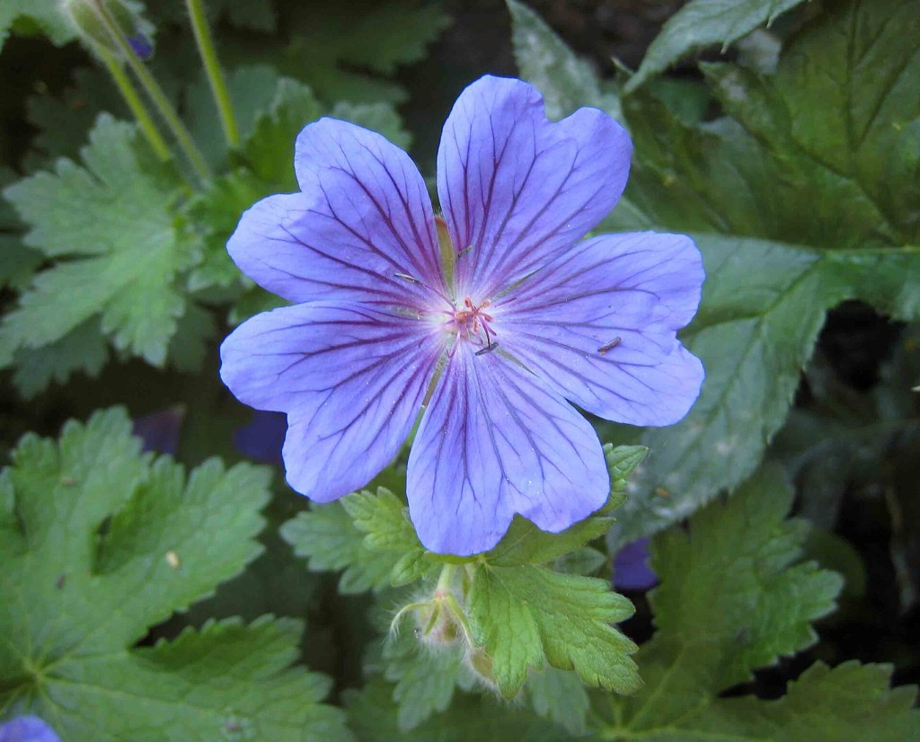 Geranium Sabani Blue 阿橋 HQ, CC BY-SA 2.0 , via Wikimedia Commons
