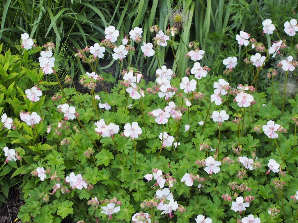 Geranium × cantabrigiense 'Biokovo' Agnieszka Kwiecień, Nova, CC BY-SA 4.0 , via Wikimedia Commons