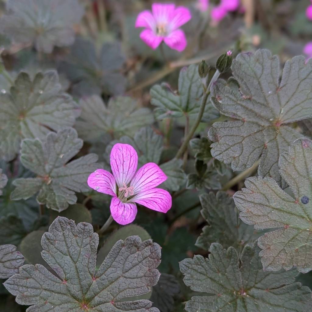 Geranium 'Orkney Cherry'