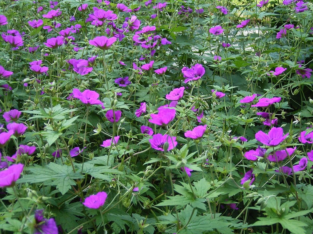Geranium psilostemon Frank Vincentz, CC BY-SA 3.0 , via Wikimedia Commons