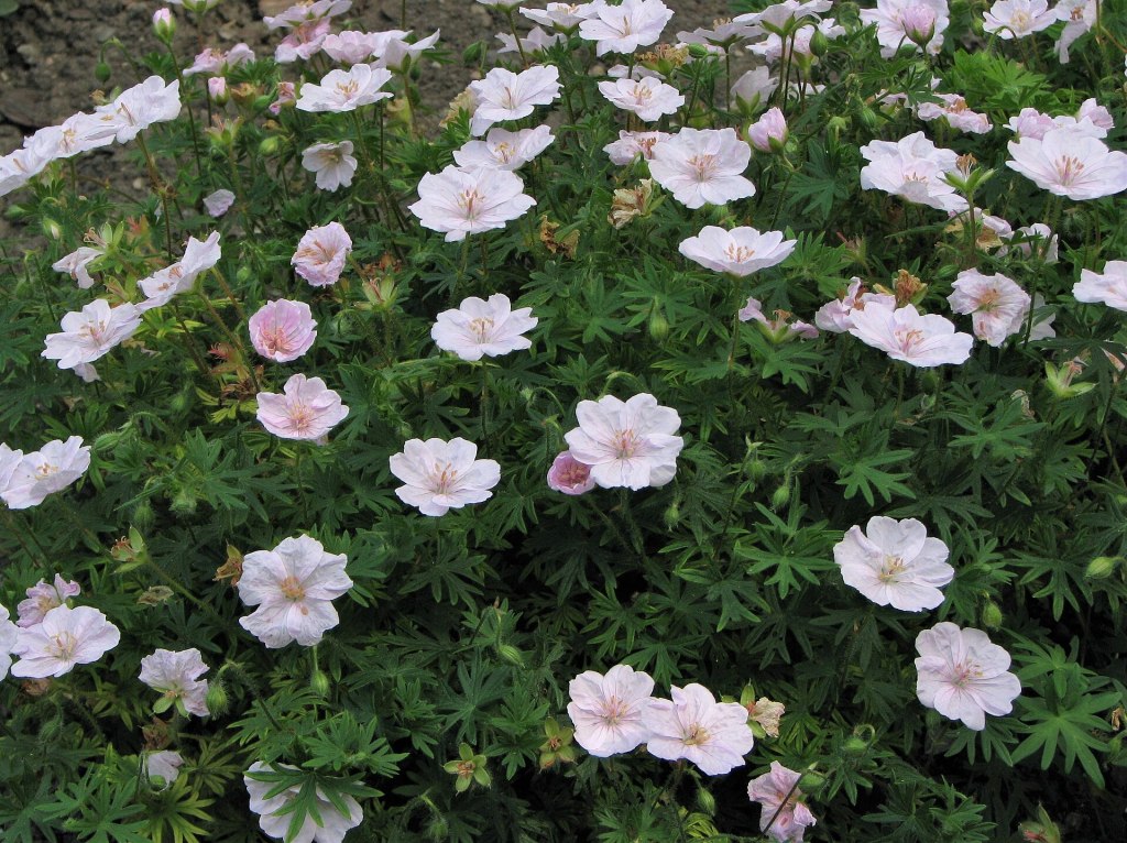 Geranium sanguineum var. striatum Agnieszka Kwiecień, Nova, CC BY-SA 4.0 , via Wikimedia Commons