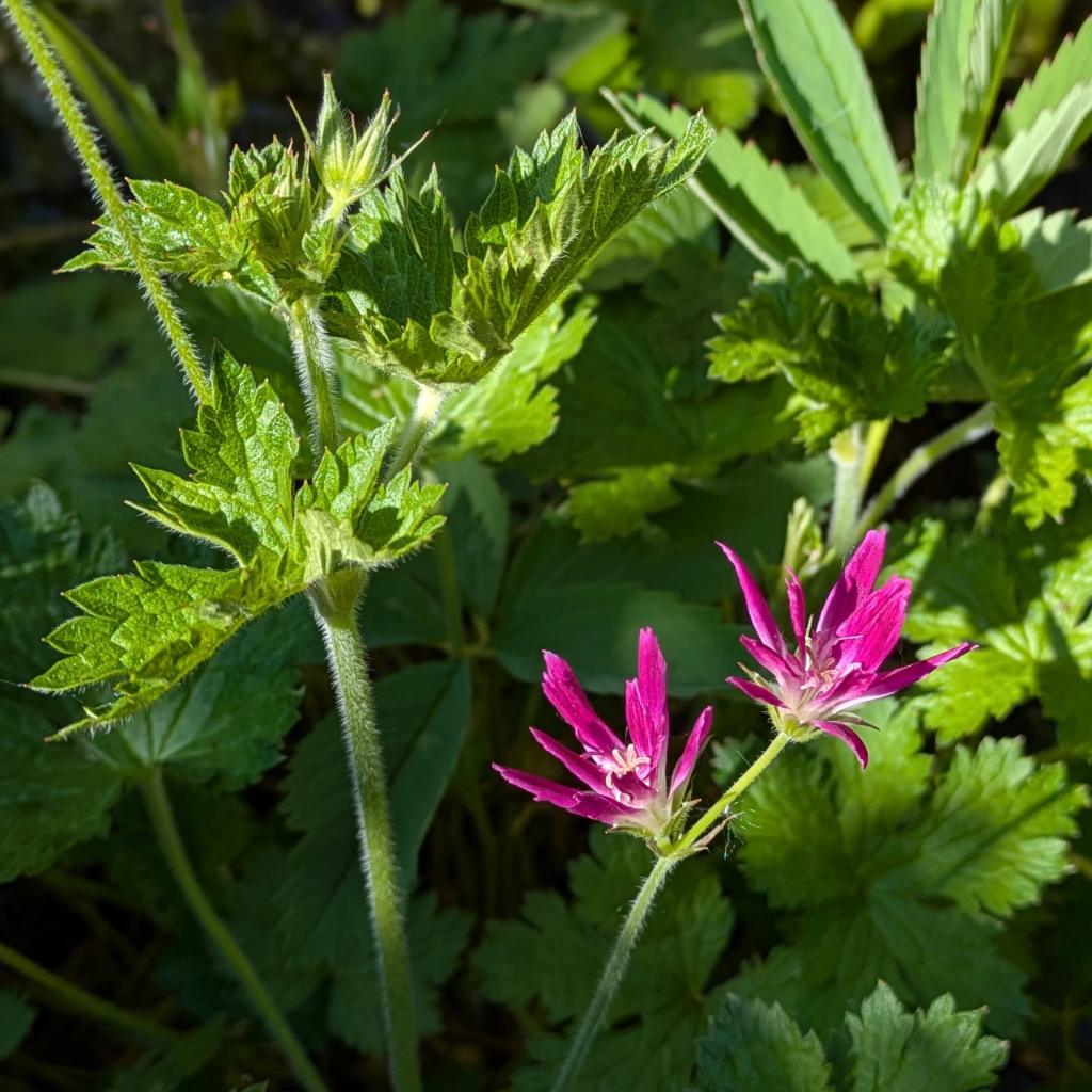 Geranium × oxonianum f. thurstonianum