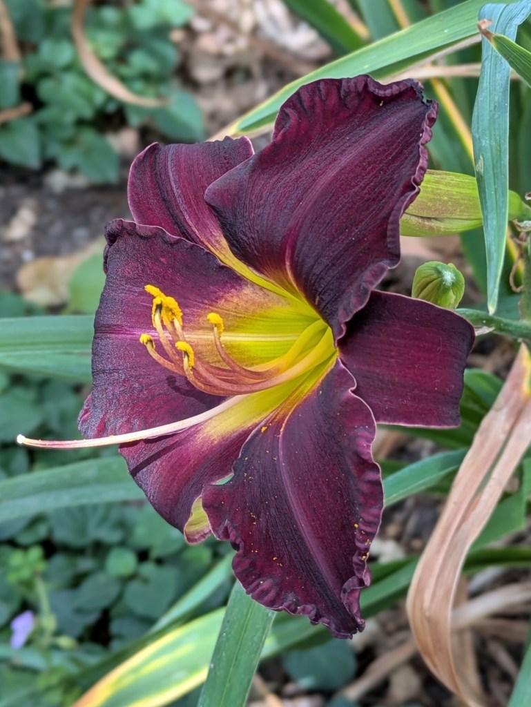 Hemerocallis (day lily). Hyde Hall July 2026