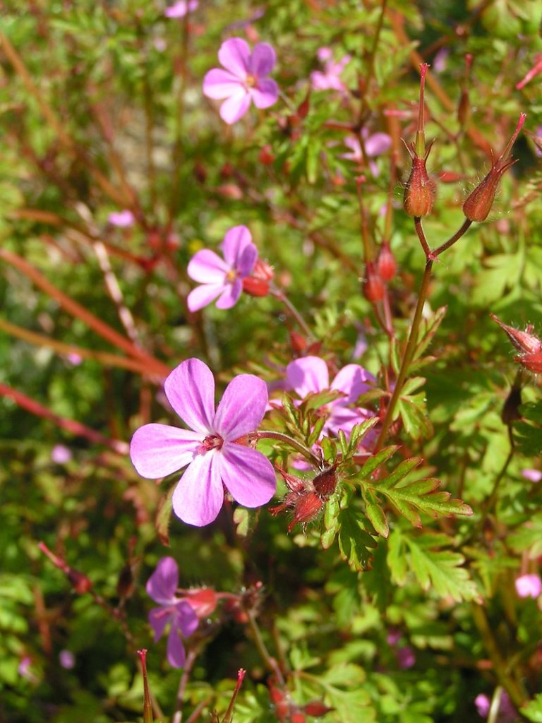 Geranium robertianum / herb Robert / stinky Bob 
Sannse at en.wikipedia, CC BY-SA 3.0 , via Wikimedia Commons