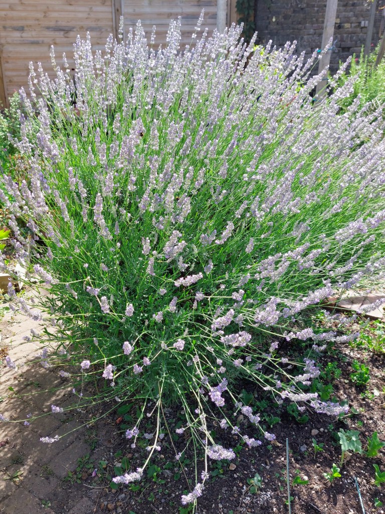 Lavender will need trimming soon