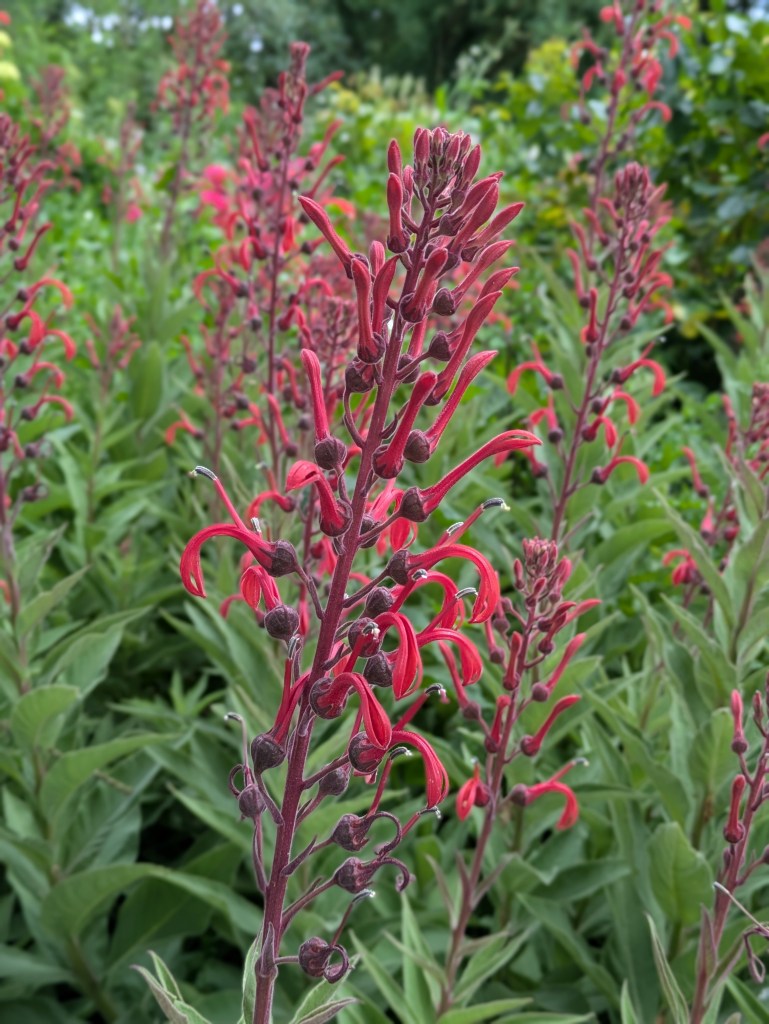 Lobelia tupa. Hyde Hall July 2026