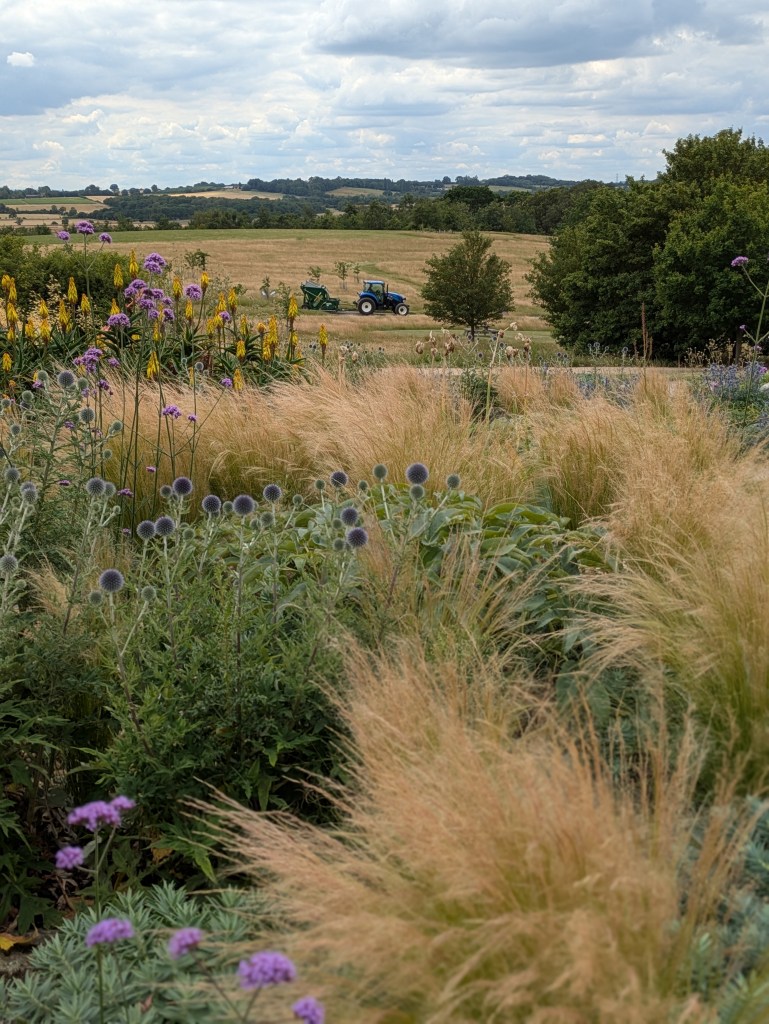 Looking out from the Dry Garden. Hyde Hall July 2026