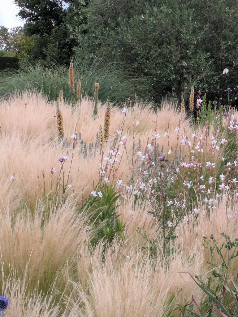 Planting combinations. Hyde Hall July 2026